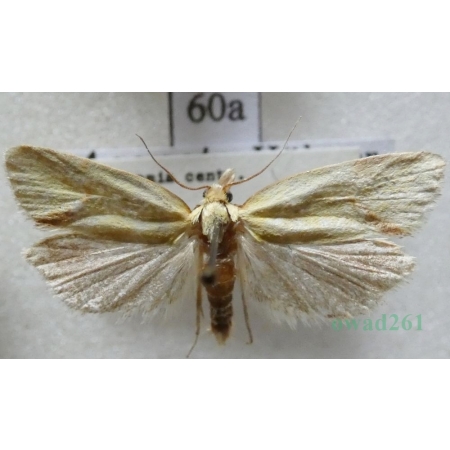 Agapeta hamana (Linnaeus, 1758) Czech60a